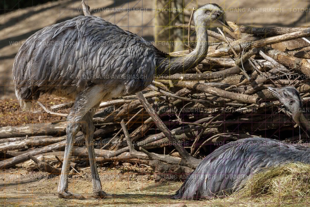 2026414-122954Zoo_Frankfurt100L0746_finish | Im Zoo Frankfurt zeigt sich genau das: kleine Momente, echte Begegnungen, ungefilterte Emotion. - Realisiert mit Pictrs.com
