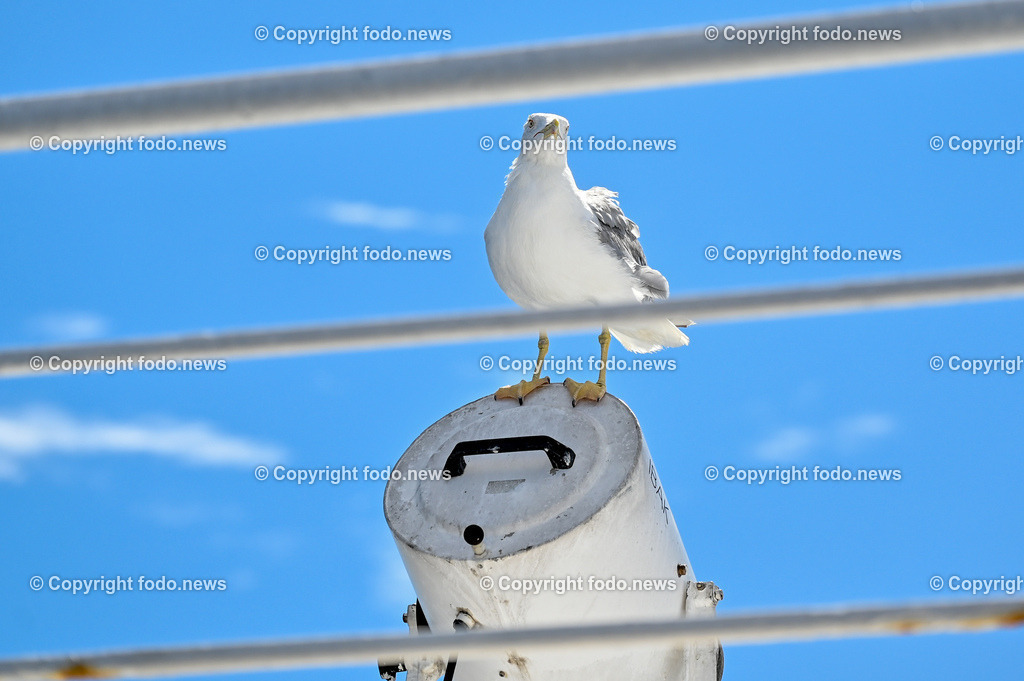 Kroatien_ Bra__ Split_ Faehre_ 09.08.2023-38 | 09.08.2023, Kroatien, HRV, Brač, Insel in Dalmatien im Bild Moewe, Wasservogel