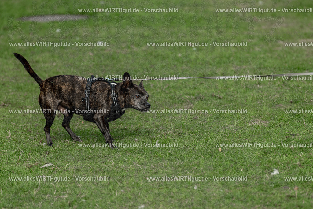Hundeschwimmen_Volksbad_2026-allesWIRTHgut_Tierfotografie-2609061526-7R501517 | Professionelle Tierfotografie in Mönchengladbach von Daniel Wirth (allesWIRTHgut). Liebevolle & natürliche Bilder von Hunden & Katzen für unvergessliche Erinnerungen.