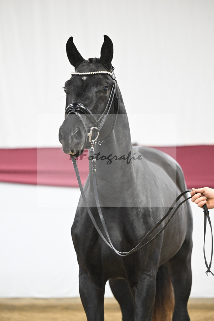 Kat-Nr. 37 St. Emilion x Quantensprung_Uwe Kraft_47251281 | hf-fotografie - Realisiert mit Pictrs.com