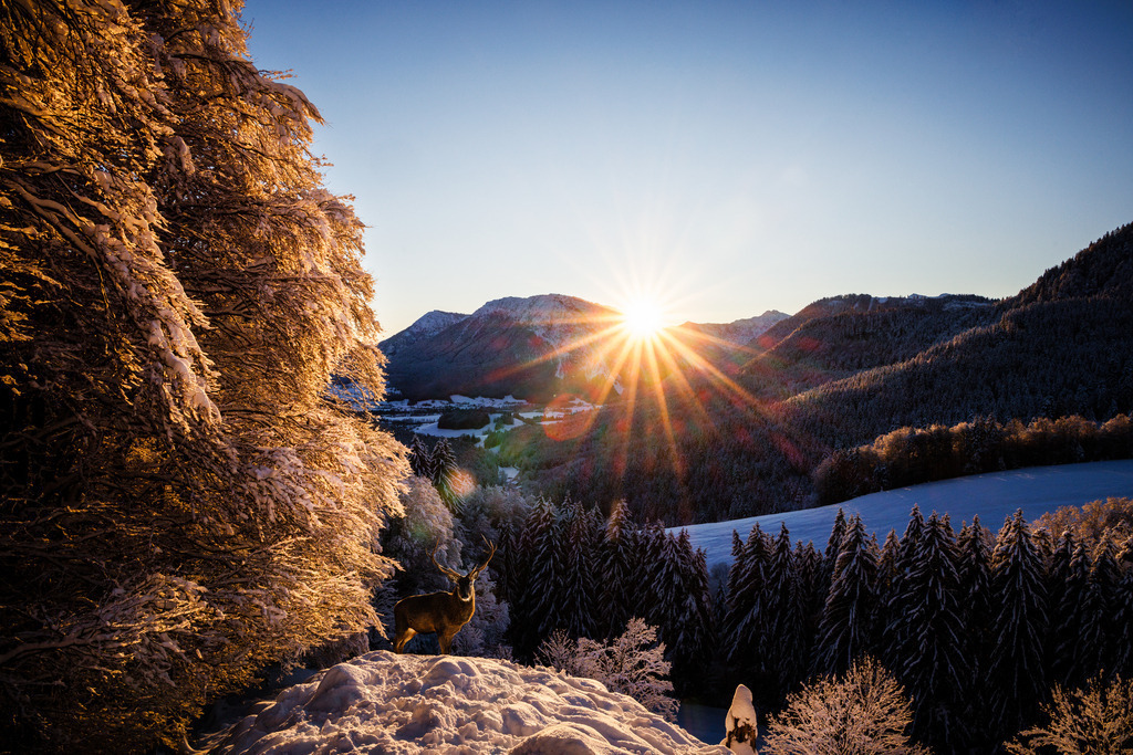 Sonnenaufgang Winter Hirsch | ap-design // andreas plenk - Realisiert mit Pictrs.com