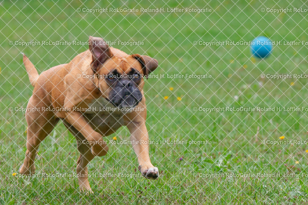 Hund_11 | Boxer jagt einen blauen Ball - Realisiert mit Pictrs.com
