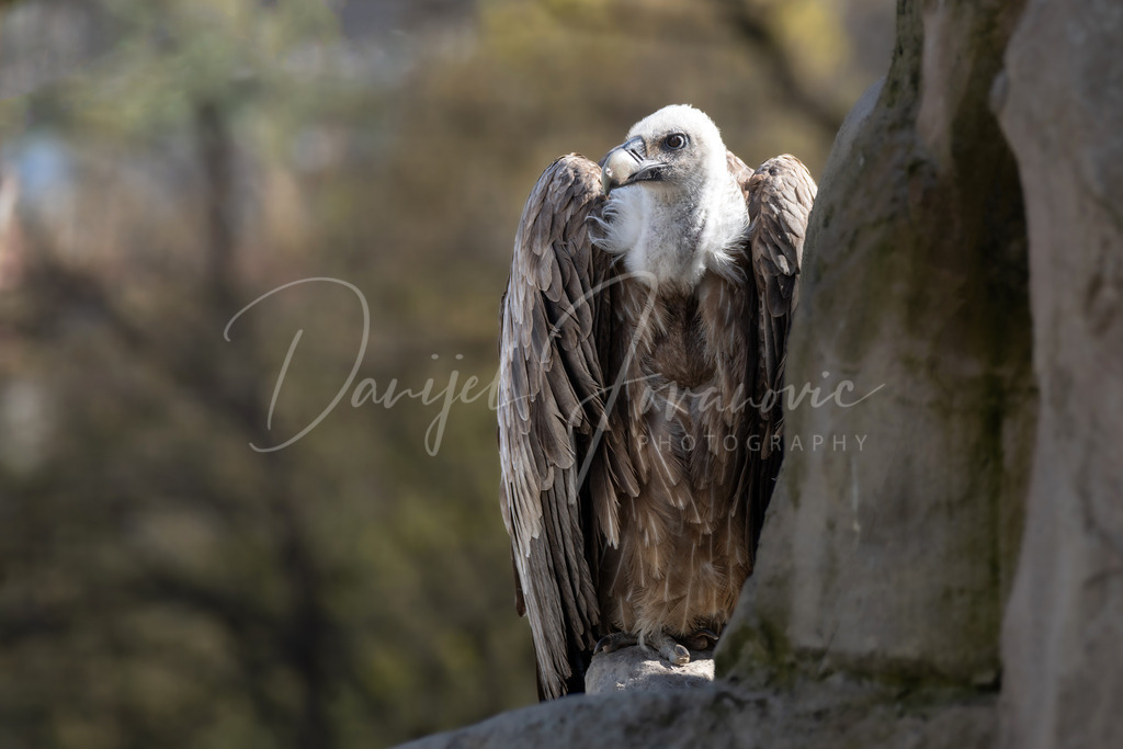 Gänsegeier | Ein wunderschöner Gänsegeier
