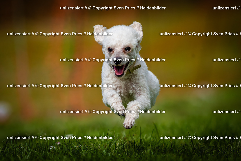 Sven Pries | 2025-04-13 - Hunderennen Baden-Baden - Realisiert mit Pictrs.com