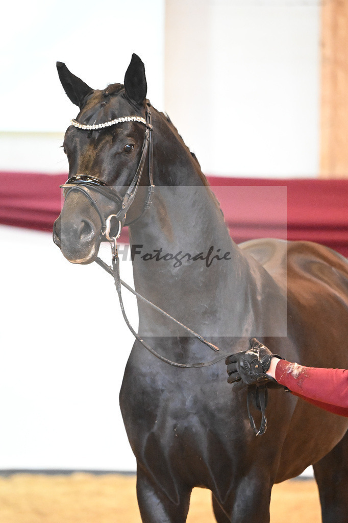 Kat-Nr. 8 v. Bon Courage_Maier_66220145 | hf-fotografie - Realisiert mit Pictrs.com