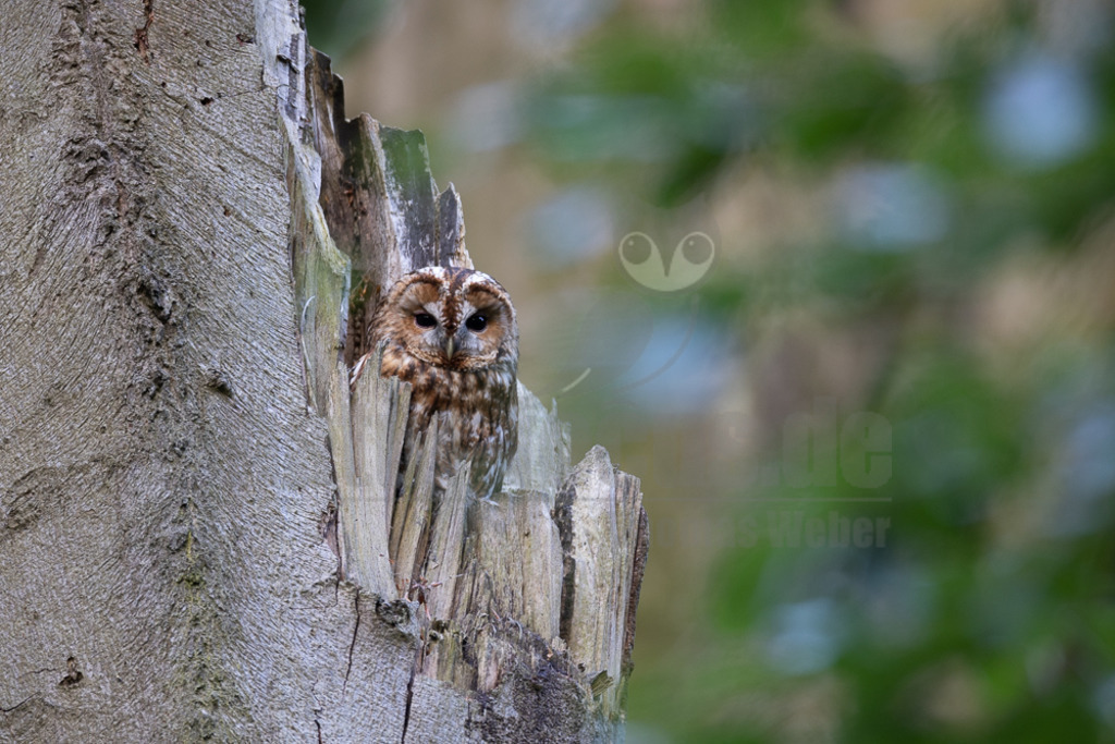 20220528052506 | Der Waldkauz ist eine mittelgroße Eulenart mit einer Verbreitung von Europa bis nach Westsibirien und Iran. Er kommt außerdem in Südostasien vor. In Mitteleuropa ist der Waldkauz gemeinsam mit der Waldohreule die häufigste Eule. - Realisiert mit Pictrs.com