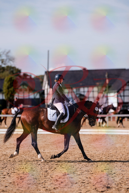 2026_10_03_Siefer-Hof_125507_Z81_43766517 | Professionelle Reitsport-, Turnier- und Eventfotografie von Robert Broda. Galerien mit ausgewählten und bearbeiteten Bildern direkt online ansehen und bestellen.