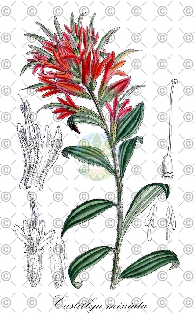 HistAbb_wfo-0001082697_1_ENZY_Simple | Historische Abbildung von Castilleja miniata - Orobanchaceae | Historical Illustration of Castilleja miniata - Orobanchaceae (common paintbrush;giant red paintbrush;scarlet paintbrush)