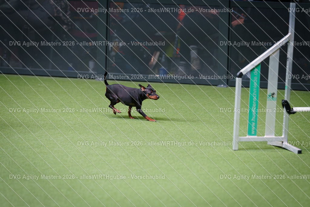 allesWIRTHgut_Tierfotografie-DVG_Agility_Masters_2026-12_16-7R507748 | Professionelle Tierfotografie in Mönchengladbach von Daniel Wirth (allesWIRTHgut). Liebevolle & natürliche Bilder von Hunden & Katzen für unvergessliche Erinnerungen.