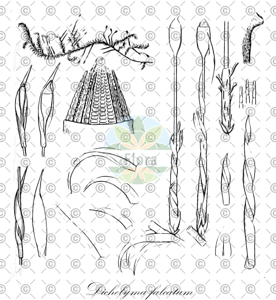 HistAbb_wfo-0000645527_1_ENZY_Simple | Historische Abbildung von Dichelyma falcatum - Fontinalaceae | Historical Illustration of Dichelyma falcatum - Fontinalaceae