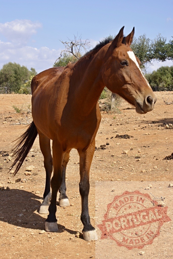 Brown horse standing in a dry field under blue sky | Brown horse standing on arid ground outdoors during a sunny day - Realized with Pictrs.com