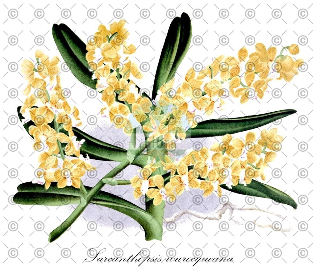 HistAbb_wfo-0001294625_1_ENZY_Simple | Historische Abbildung von Sarcanthopsis warocqueana - Orchidaceae | Historical Illustration of Sarcanthopsis warocqueana - Orchidaceae