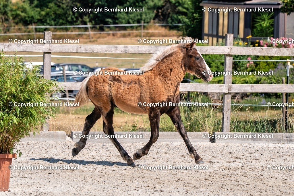2A906818 | foto-team-bernhard - Realisiert mit Pictrs.com
