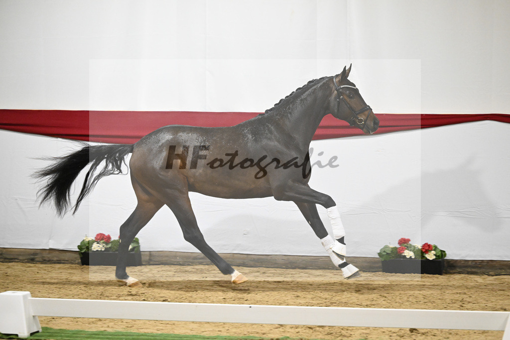 Kat-Nr. 5 v. Viva Gold_Blue Hors_63220150 | hf-fotografie - Realizzato con Pictrs.com