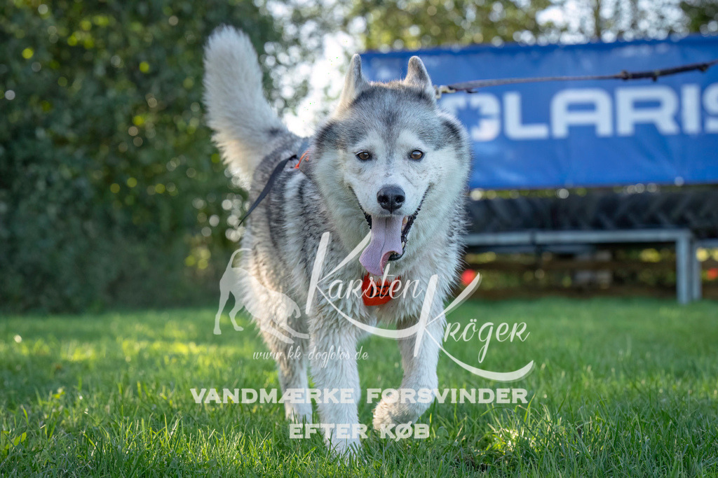 1016--9 | kk-dogfotos