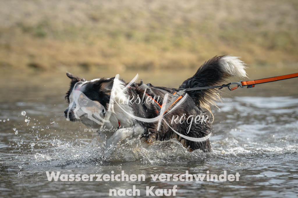 1045_ZZ99650 | kk-dogfotos