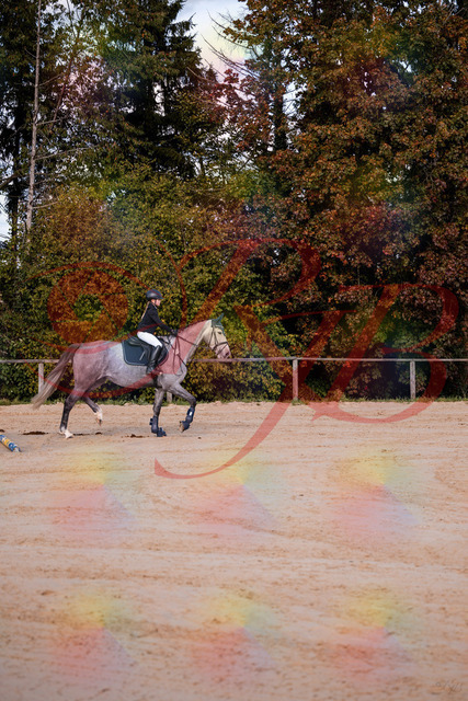 2026_10_03_Siefer-Hof_145035_Z81_28774954 | Professionelle Reitsport-, Turnier- und Eventfotografie von Robert Broda. Galerien mit ausgewählten und bearbeiteten Bildern direkt online ansehen und bestellen.