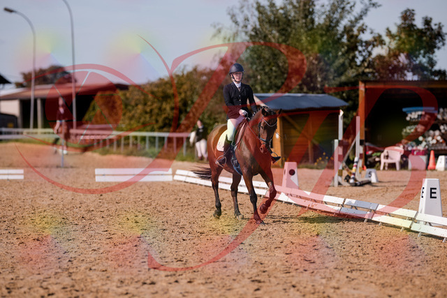 2026_10_03_Siefer-Hof_130740_Z81_58577998 | Professionelle Reitsport-, Turnier- und Eventfotografie von Robert Broda. Galerien mit ausgewählten und bearbeiteten Bildern direkt online ansehen und bestellen.