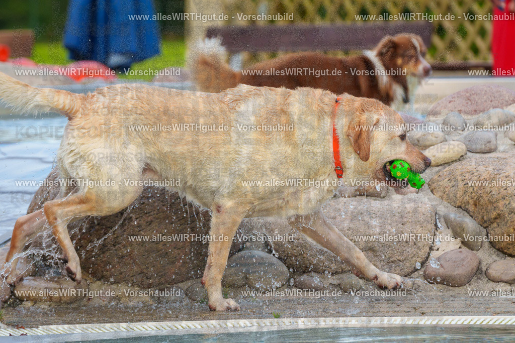 Hundeschwimmen_Grefrath_2026-allesWIRTHgut_Tierfotografie-09_37-FAY07678 | Professionelle Tierfotografie in Mönchengladbach von Daniel Wirth (allesWIRTHgut). Liebevolle & natürliche Bilder von Hunden & Katzen für unvergessliche Erinnerungen.