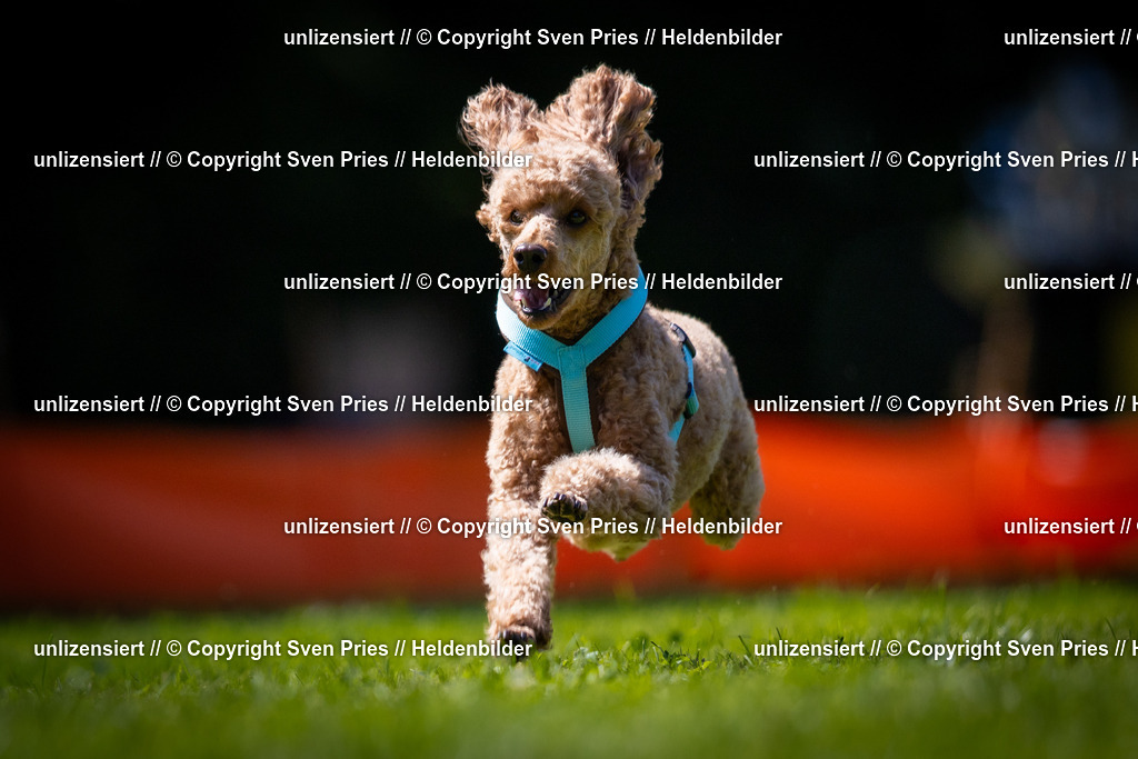 Sven Pries | 2025-08-10 - Hunderennen Durlach - Realisiert mit Pictrs.com