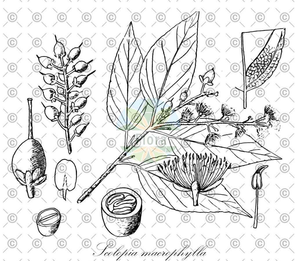 HistAbb_EMP_128088_2_FloraD_Simple | Historische Abbildung von Scolopia macrophylla - Salicaceae | Historical Illustration of Scolopia macrophylla - Salicaceae