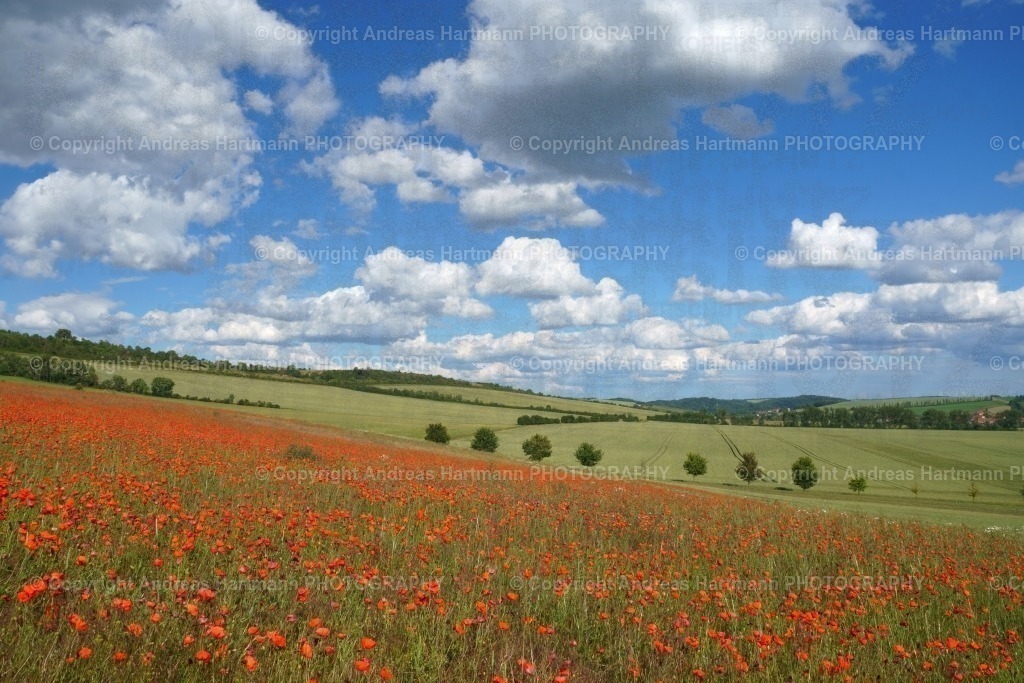 Klatschmohnfeld mit weitem Blick | Klatschmohnfeld mit weitem Blick unterhalb der Eckartsburg - Realisiert mit Pictrs.com