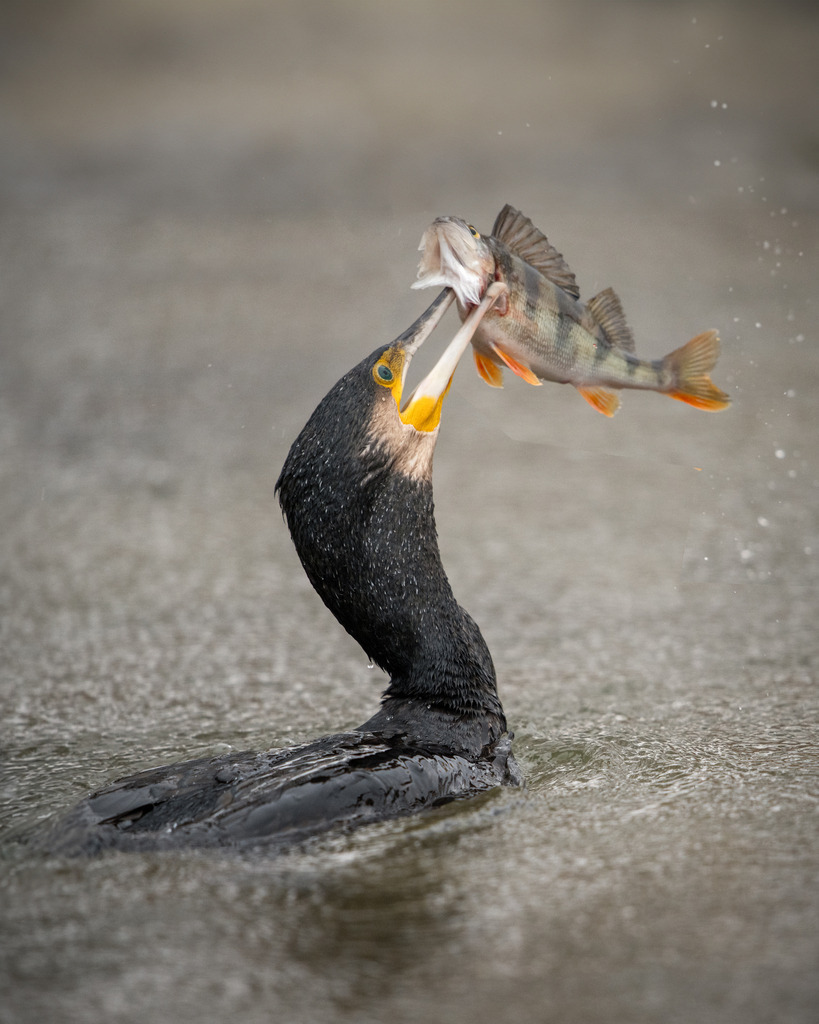 DSC_3843-2 | Ich bin Fotograf aus Neuburg an der Donau und spezialisiere mich auf Wildlife-Fotografie, Landschaftsaufnahmen und Portraits.Ob Hochzeit, Familienbilder oder Naturaufnahmen – ich fange echte Momente ein, die bleiben. 