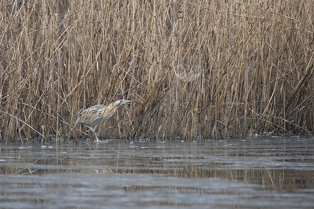 R6NF2364_20240113-2 | Die Rohrdommel ist ein Vogel aus der Familie der Reiher. Im Frühjahr geben die Männchen dumpfe Balzrufe von sich, die kilometerweit zu hören sind und der Rohrdommel früher die volkstümlichen Bezeichnungen Moorochse, Wasserochse, Riedochse und Mooskuh eingetragen haben. - Realisiert mit Pictrs.com