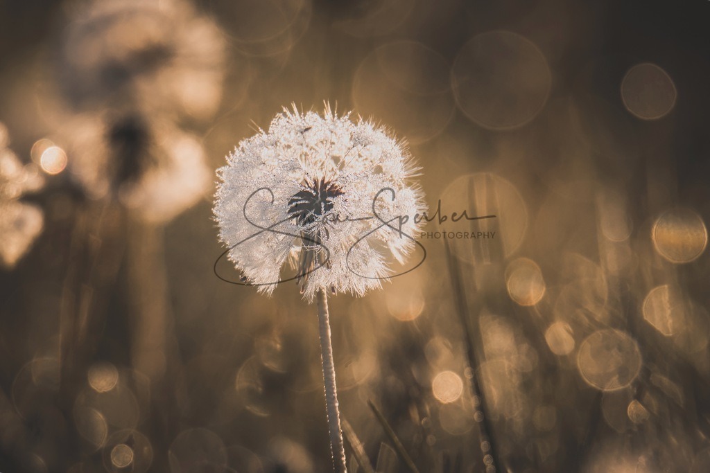 Pusteblume | Simone Sperber, svb-photography,Fotografin,Bilddesignerin,Naturfotografie,Macrofotografie,Tierfotografie,Wildtierfotografie,Ausstellungen,Auftragsfotografie,Kunst,Art,Photographer,Shootings,Bildberatbeitung,Galerie,Shop