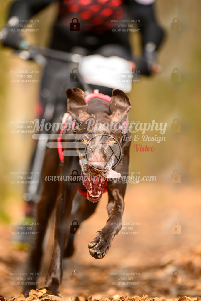MompixPhotography_Habay2025_SA_Bike-111 | PayLife