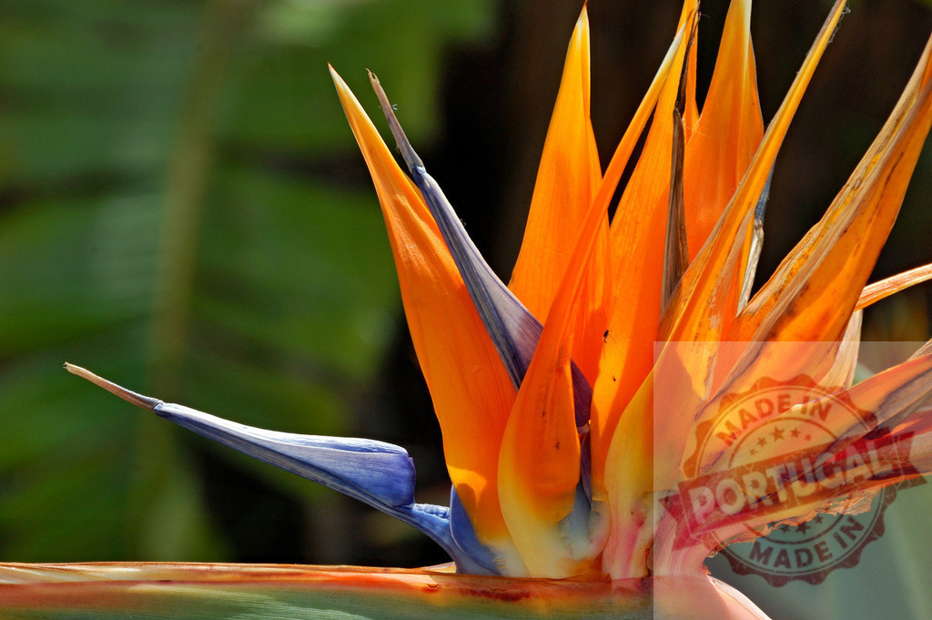 Bird of paradise flower blooming in a botanical garden | Close-up of a strelitzia reginae, also known as bird of paradise flower, displaying its vibrant orange and blue petals - Realisiert mit Pictrs.com
