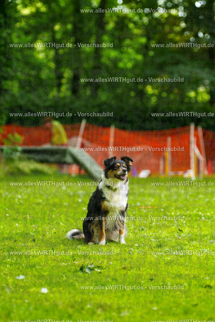 @allesWIRTHgut_Tierfotografie - www.allesWIRTHgut.de - 091743-7R506873 | Professionelle Tierfotografie in Mönchengladbach von Daniel Wirth (allesWIRTHgut). Liebevolle & natürliche Bilder von Hunden & Katzen für unvergessliche Erinnerungen.