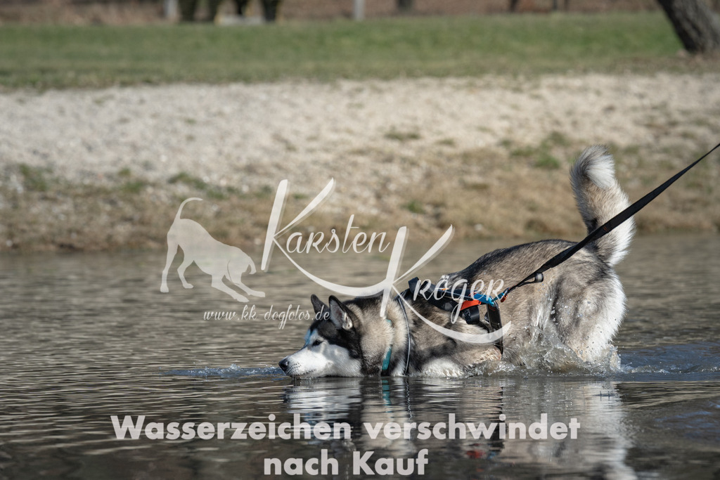 1409_ZZ99959 | kk-dogfotos