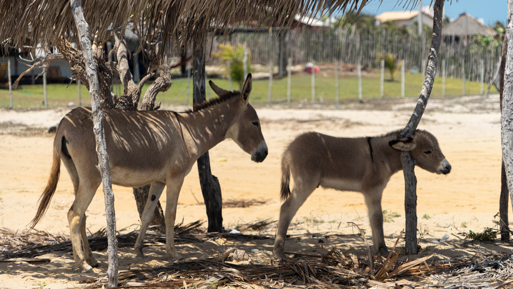 20251110-KiteBrasil-0002 | paulependelt - Realisiert mit Pictrs.com