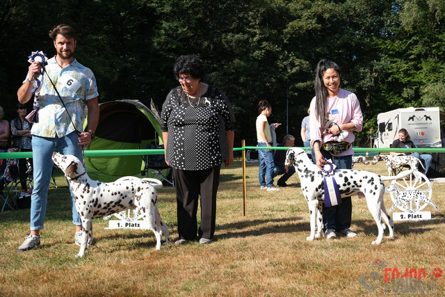 Dalmatiner DZGD CDF in Hilden | Dalmatiner, Regionalgruppenausstellung DZGD / CDF) in Hilden. Richterin Margrit Martegani.  in Hilden  04.09.2022 Foto: Leo Wyden