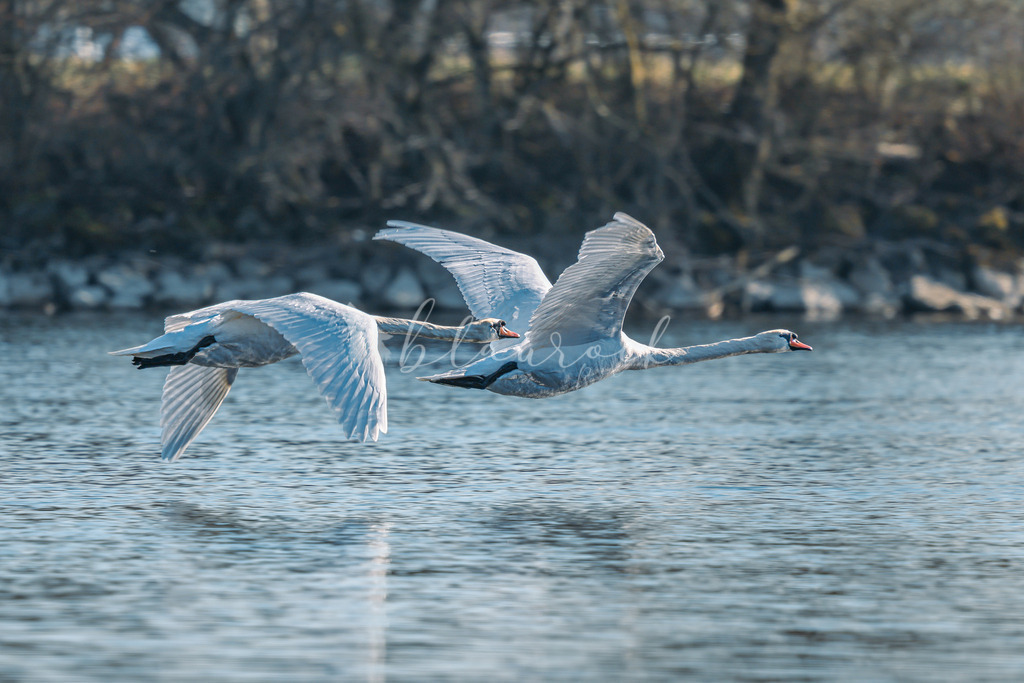  waterslide-0802 | Frühlingserwachen
