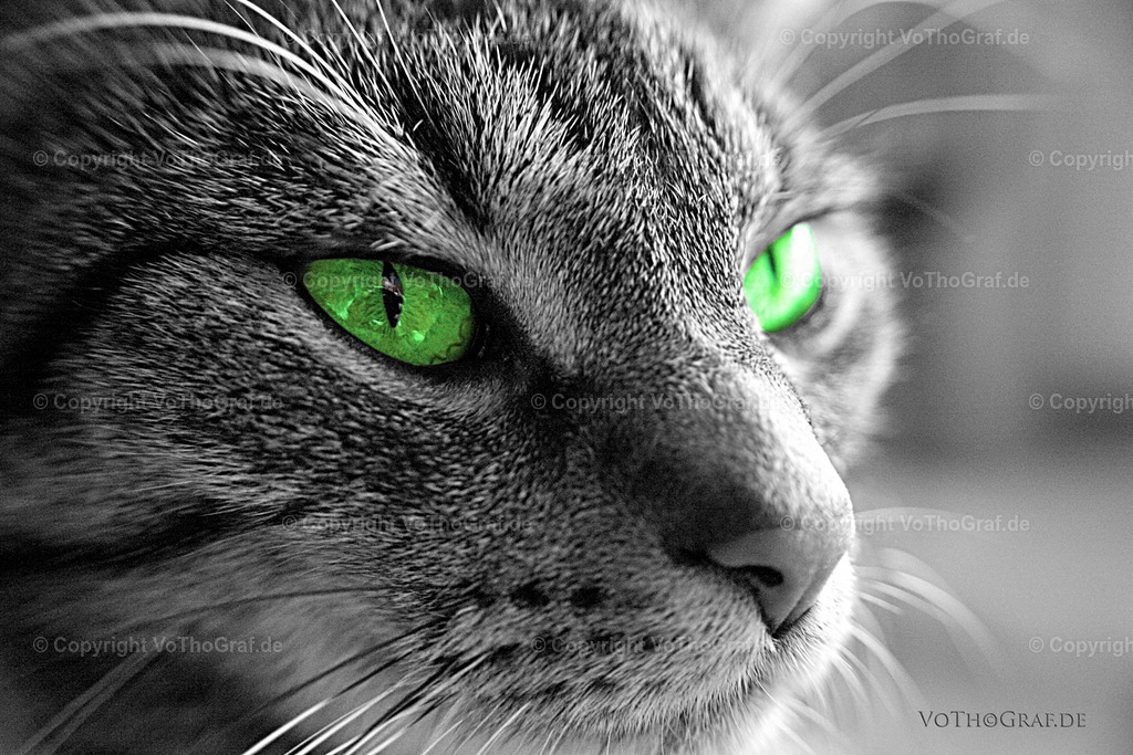 Kater | Portrait, Fotograf, Berlin, Umkreis, Region, Menschen, Studio, Tierfotografie, Kopfkino, Studiofotografie, Outdoor, Homestory, Katzen, Hund, Hunde, Katze, Gravurarbeiten, kreativ, - Realisiert mit Pictrs.com
