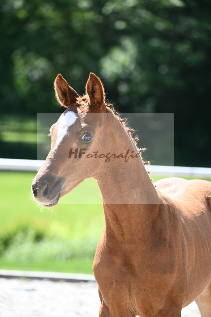 Kat-Nr. 9 HF Feliciano_Mueller_16230287 | hf-fotografie - Realisiert mit Pictrs.com