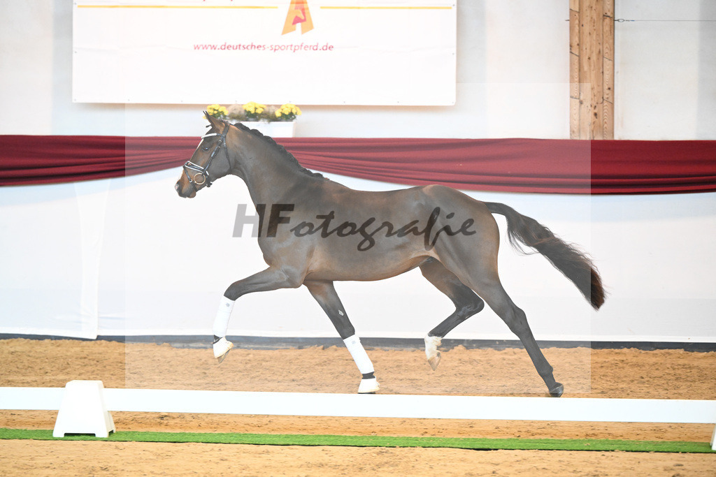 Kat-Nr. 61 v. Goldberg_Reglauer_66222017 | hf-fotografie - Realisiert mit Pictrs.com