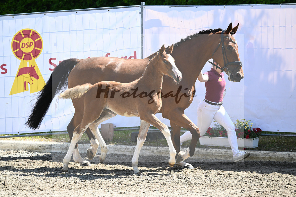 Kat-Nr. 16 SF Emerald van het Ruytershof_PBM Pfefferle GmbH_12230514 | hf-fotografie - Realizzato con Pictrs.com