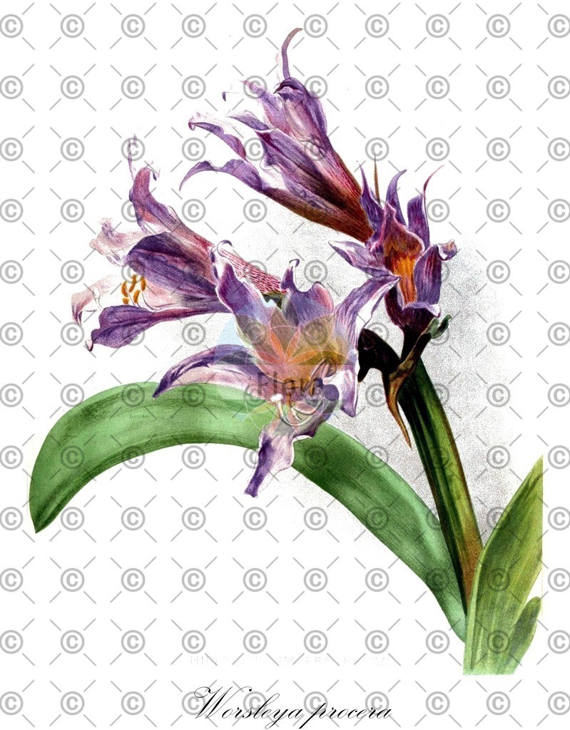 HistAbb_wfo-0000334592_1_ENZY_Simple | Historische Abbildung von Worsleya procera - Amaryllidaceae | Historical Illustration of Worsleya procera - Amaryllidaceae