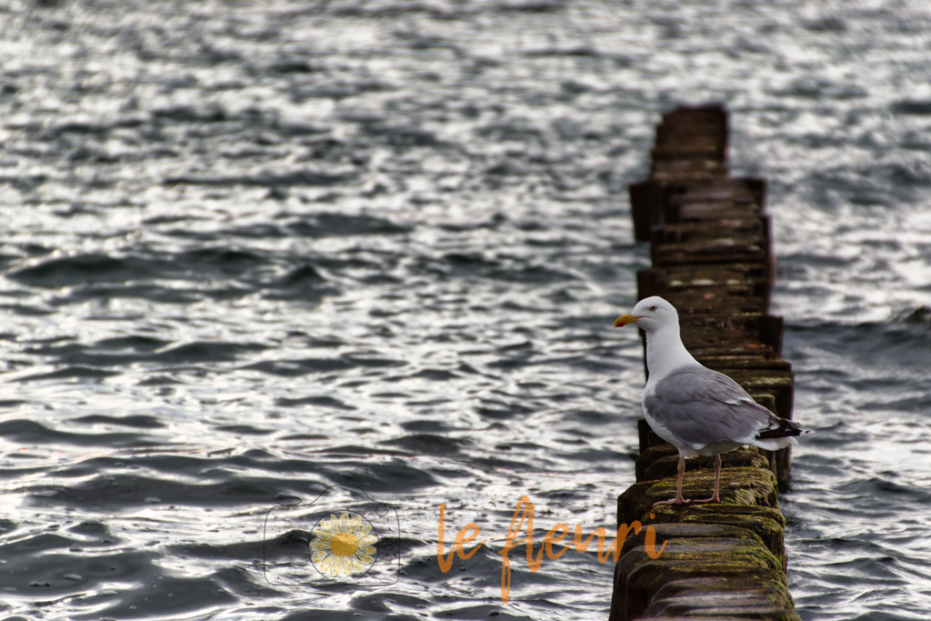 Wo bleibt mein Fischbrötchen?! | Dies ist der Shop von Florian Blum - le fleuri. Langenthal, Bern, Schweiz. Sie können hier meine oder ihre eigenen Fotos als Fotoprodukte kaufen. Tassen, Schlüsselanhänger, Taschen etc. können Sie hier gestalten.  - Realisiert mit Pictrs.com