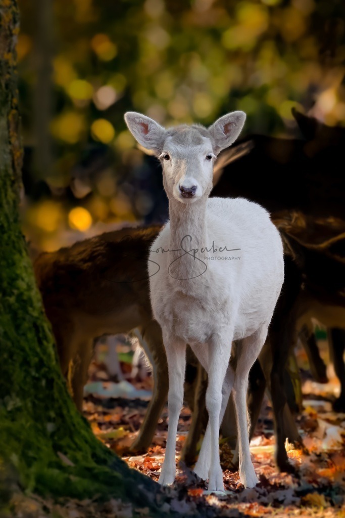 Weißes Reh | Simone Sperber, svb-photography,Fotografin,Bilddesignerin,Naturfotografie,Macrofotografie,Tierfotografie,Wildtierfotografie,Ausstellungen,Auftragsfotografie,Kunst,Art,Photographer,Shootings,Bildberatbeitung,Galerie,Shop