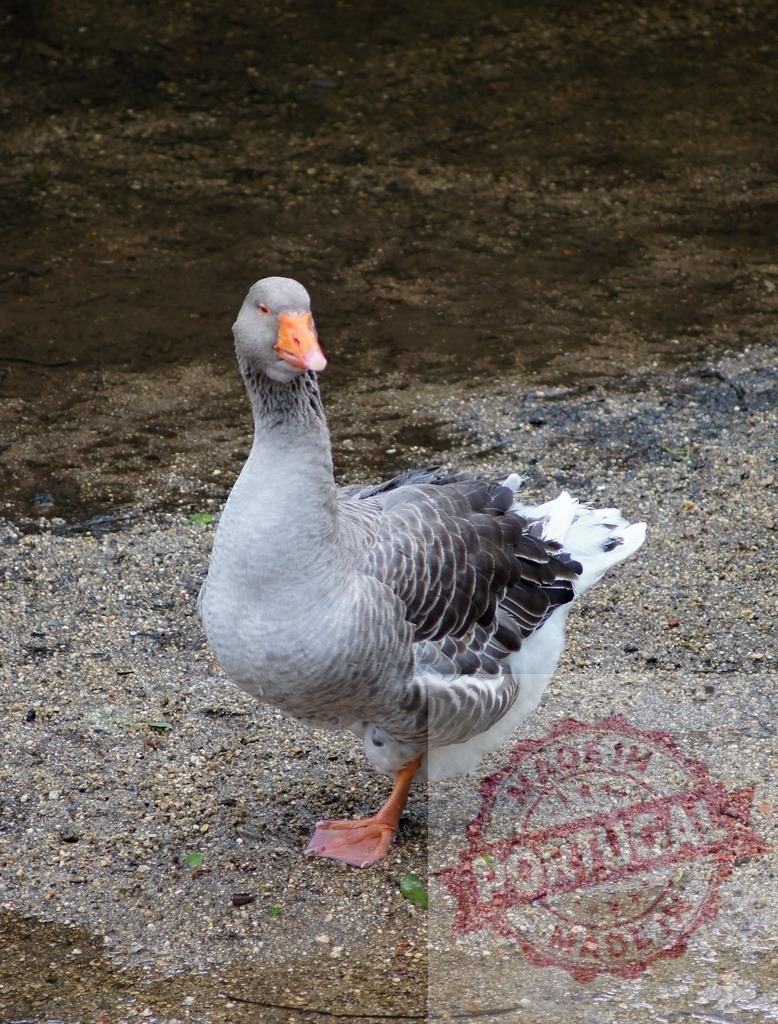 Gray goose standing on one leg on gravel | Gray goose is resting on one leg near water outdoors, showcasing wild animal behavior - Realisiert mit Pictrs.com