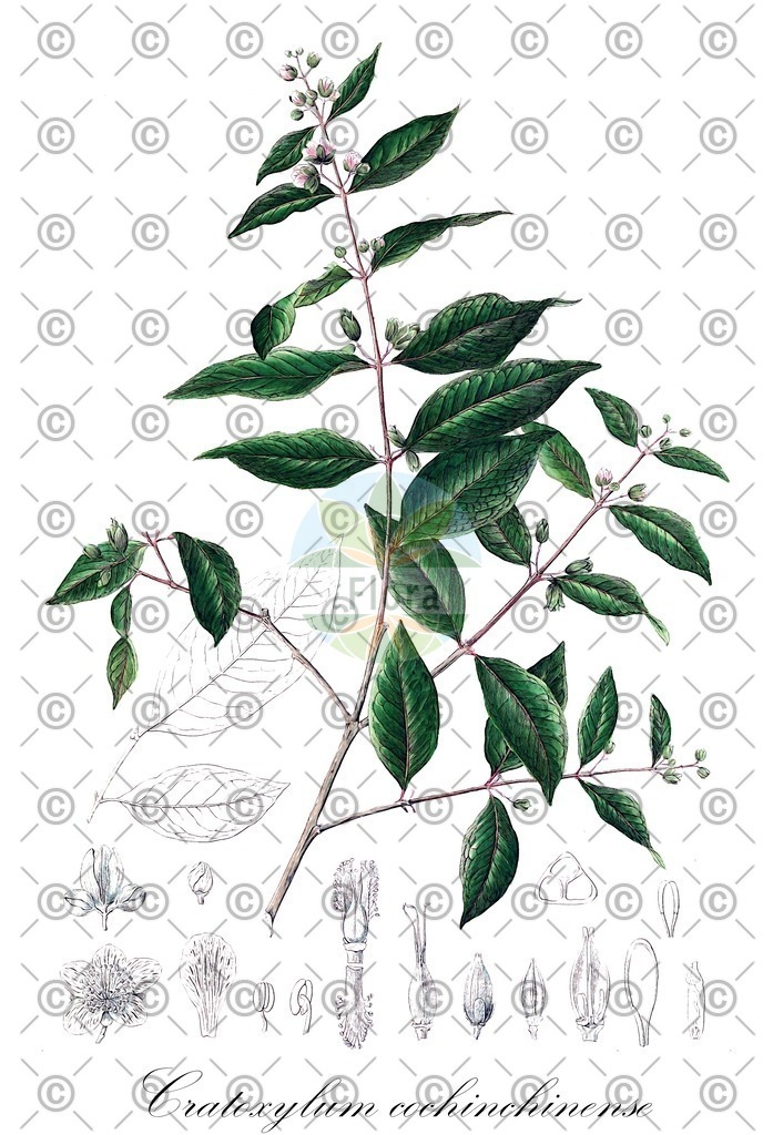 HistAbb_wfo-0000625754_2_ENZY_Simple | Historische Abbildung von Cratoxylum cochinchinense - Hypericaceae | Historical Illustration of Cratoxylum cochinchinense - Hypericaceae