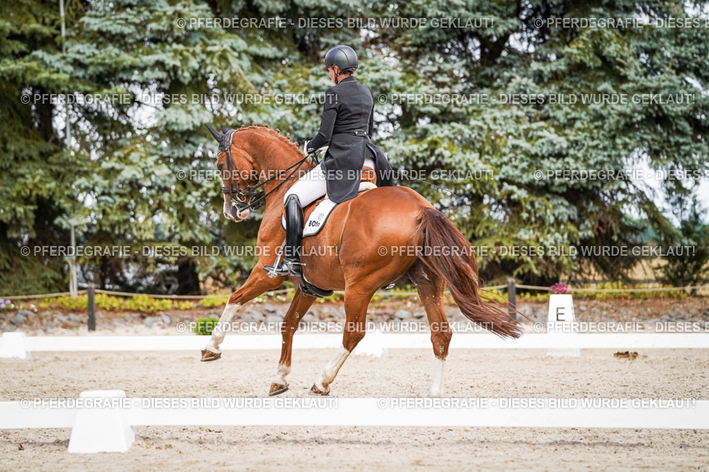 DSC06519 | Pferdegrafie