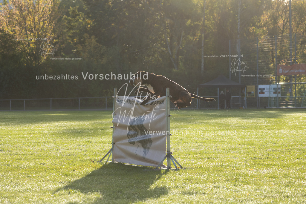 _16A6177 | Einzigartige Fotos von Hunden & Menschen –Actionfotos, Portraits, Vereinsaufnahmen & Paarshootings – authentisch, lebendig & mit Herz.