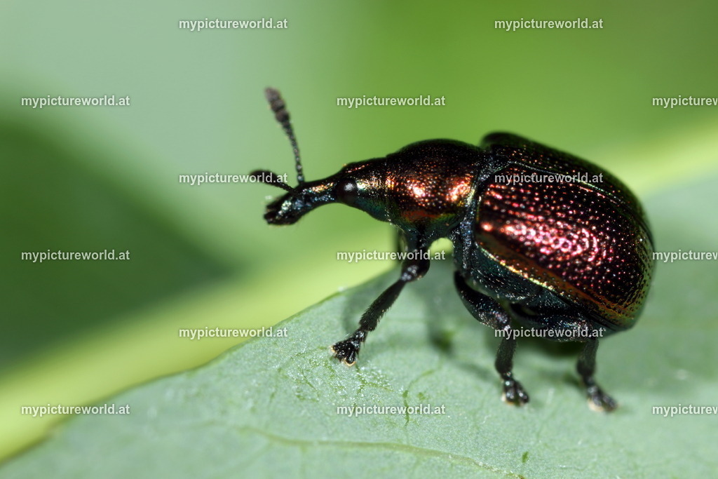 Byctiscus populi-001 | Das Bilderarchiv über Tiere, Planzen und Landschaften. In der Bilddatenbank finden Sie ein große Auswahl an hochwertigen Bilder für Ihre Werbung - Realisiert mit Pictrs.com