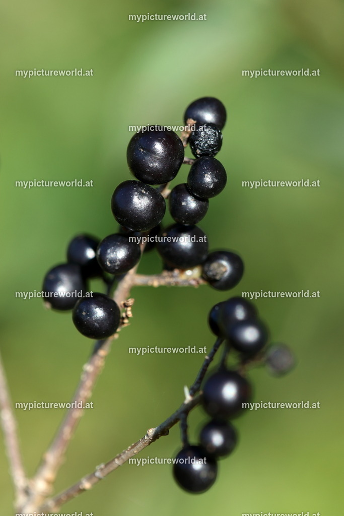 Liguster-002 | Das Bilderarchiv über Tiere, Planzen und Landschaften. In der Bilddatenbank finden Sie ein große Auswahl an hochwertigen Bilder für Ihre Werbung - Realisiert mit Pictrs.com