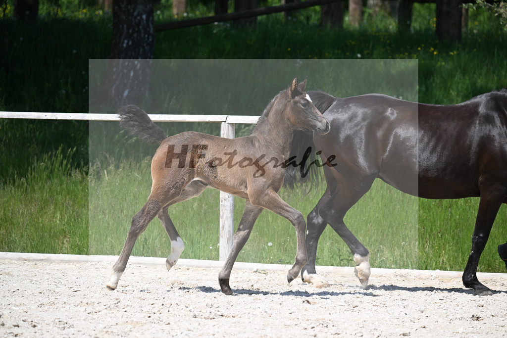 Sanvaro x Cormint_SF_Stumbeck_10250725 | hf-fotografie - Realisiert mit Pictrs.com